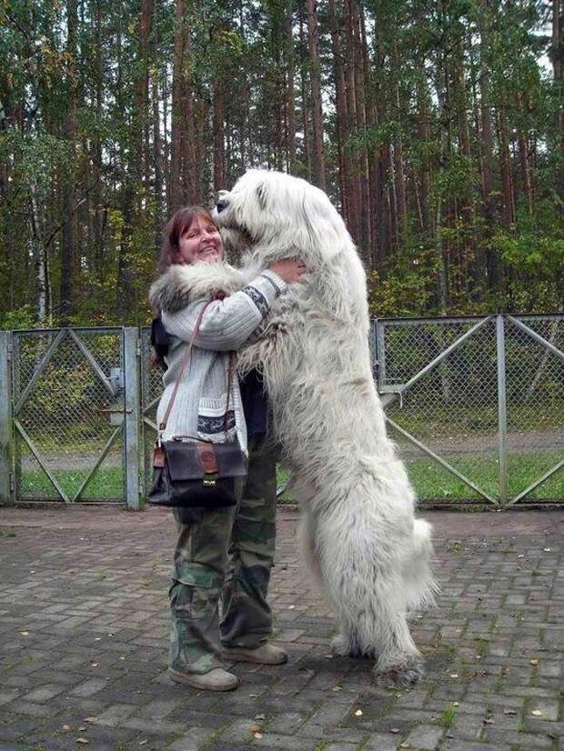 This dog who wants a hug.