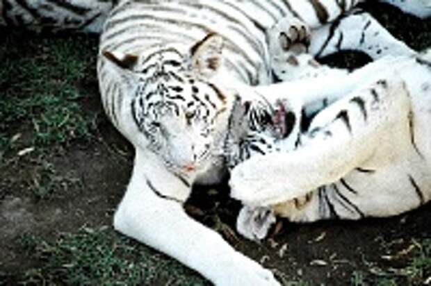 Белые тигры 38