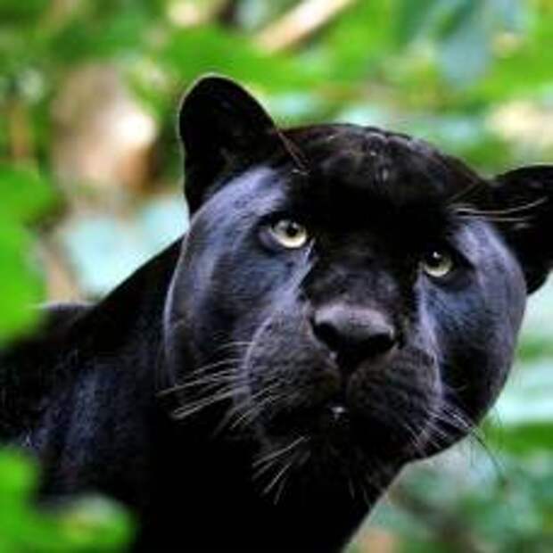 Пантера (panthera) самое грациозное животное
