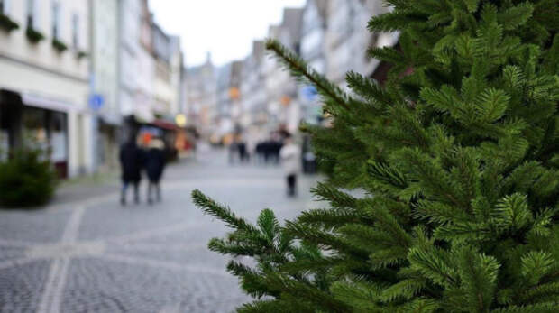 В Симферополе определили точки сбора новогодних ёлок на переработку