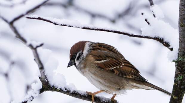 Орнитолог Калякин: в России обитает более 44 млн воробьёв