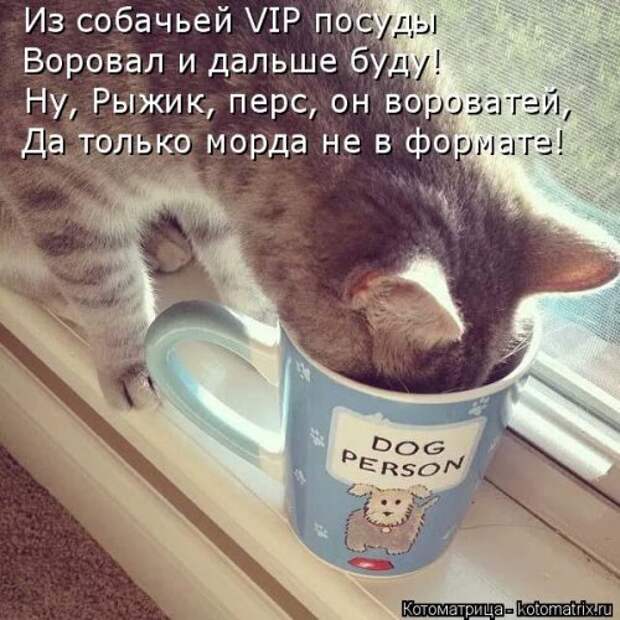 Котоматрица на Бугаге (33 фото)