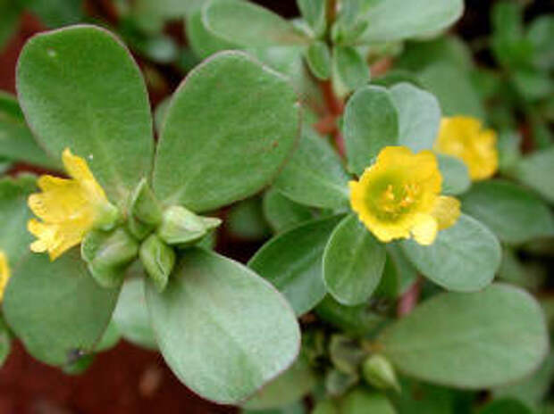 Портулак огородный (Portulaca oleracea)