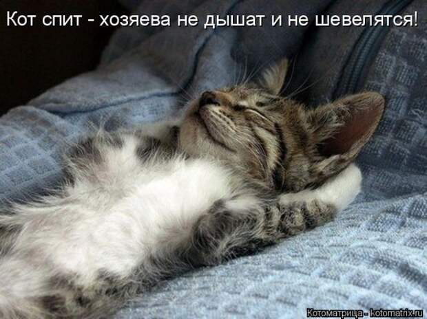Лучшие котоматрицы недели (50 фото)