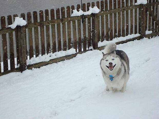 animals-and-first-snow-siberian-husky__700