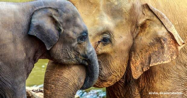 У большинства животных не бывает бабушек, но у слонов они есть, и вот почему