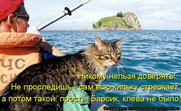 Лучшие котоматрицы недели (50 фото)