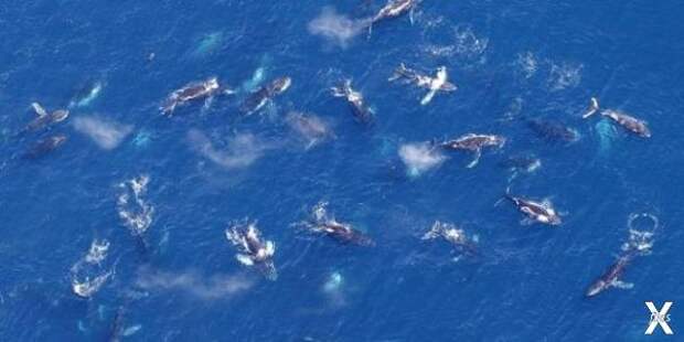 Стадо горбатых китов