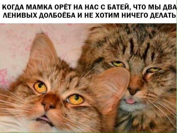 Смешные комментарии и высказывания из социальных сетей высказывания, комментарии, прикол
