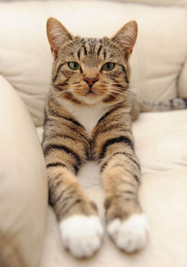 Смадж Smudge кот, кот спас мальчика, кошка года Британии National Cat of the Year  