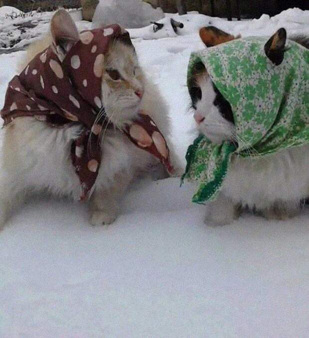 Подборка прикольных картинок