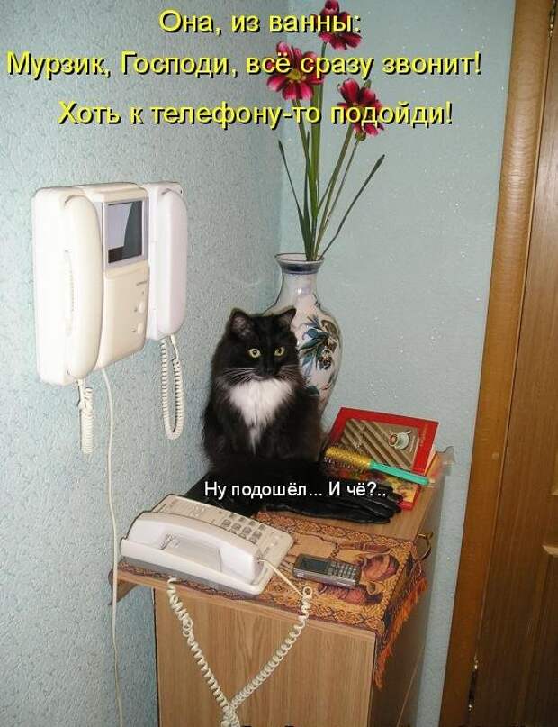 1450431492_kotomatrica-23