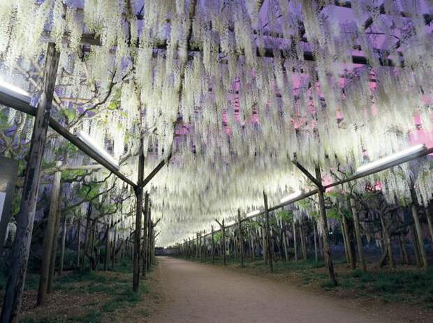 Японский фестиваль цветущей глицинии Great Westeria (35 фото)