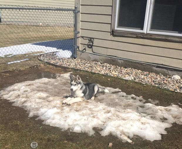 He's Having A Hard Time With The Melting Snow