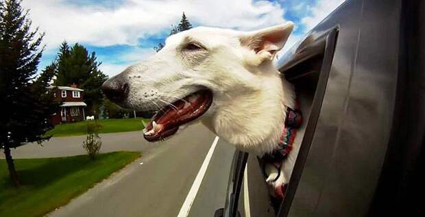 Животные на выезде AnimalRide04 Животные на выезде