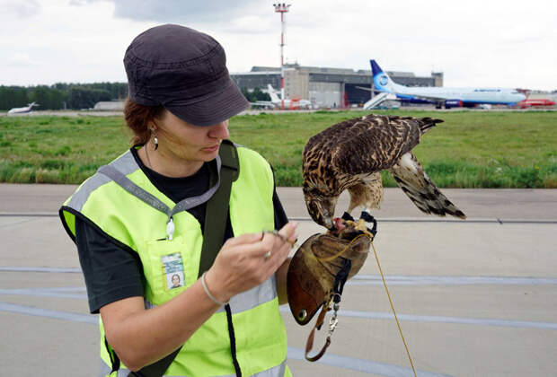 Орнитологическая служба аэропорта! животные, интересные факты, история, новости, фото