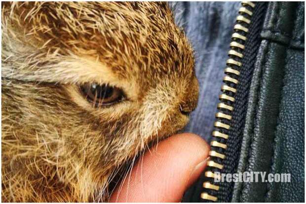 В Бресте водитель автобуса спас маленького зайца, который оказался на дороге