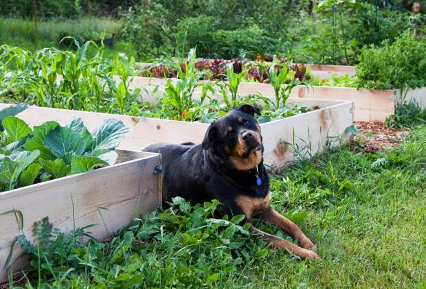 A female rottweiler strikes a pose in the sun next to a garden growing in raised beds.