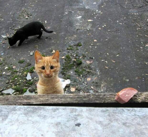 30 веселых фотографий с животными 30 веселых фотографий с животными