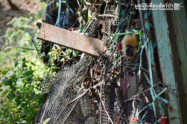 Золотистый ребёнок жил в мешке мусора 10 лет! Его владельцы вызвали спасателей от отчаяния животные, история, спасение