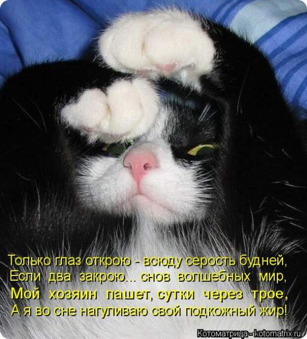 Лучшие котоматрицы недели (50 фото)