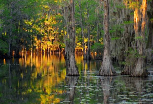 Фантастические кипарисы озера Каддо (Caddo lake), США