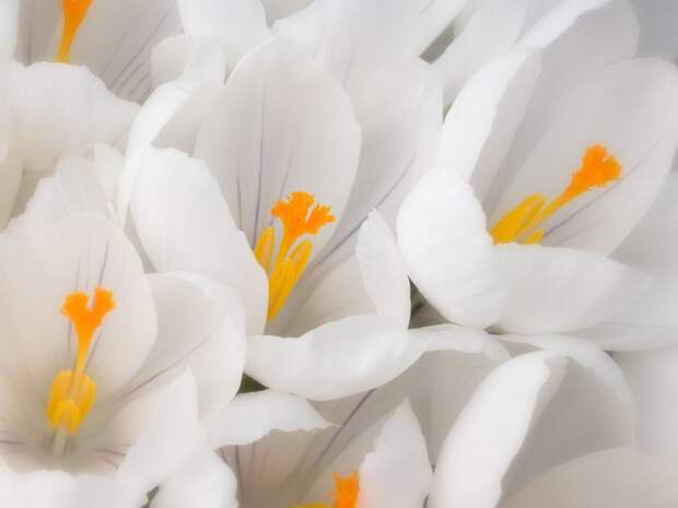 фото белых цветов