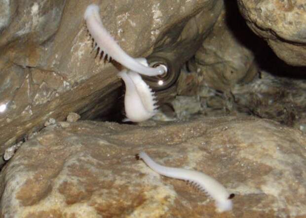 В пещерах хребта Велебит в Хорватии водятся странные пиявки Croatobranchus mestrovi. Они населяют озёра с ледяной водой на дне самых глубоких шахт. По бокам тел пиявок расположены выросты, напоминающие ноги, а ротовые отверстия окружают щупальца. Точно неизвестно, что они едят, поскольку, кроме пиявок, в ледяных озёрах никто не живёт.