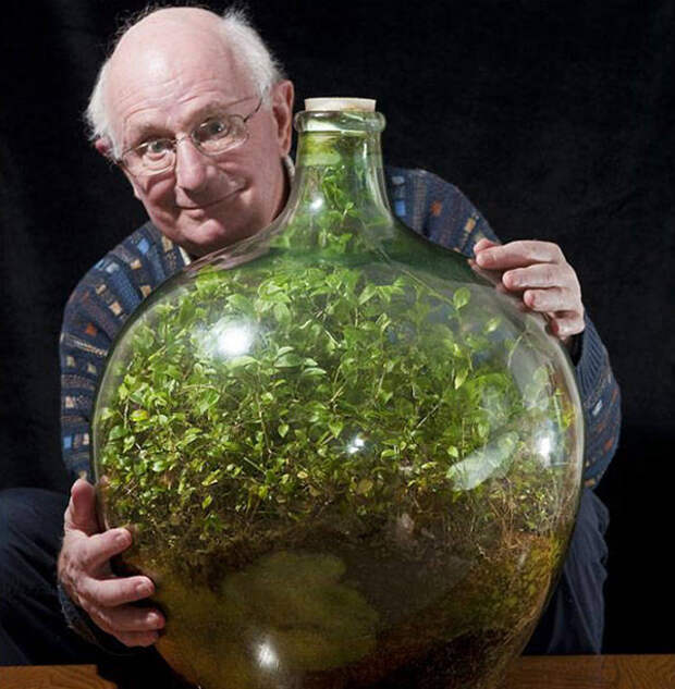 растение в бутылке