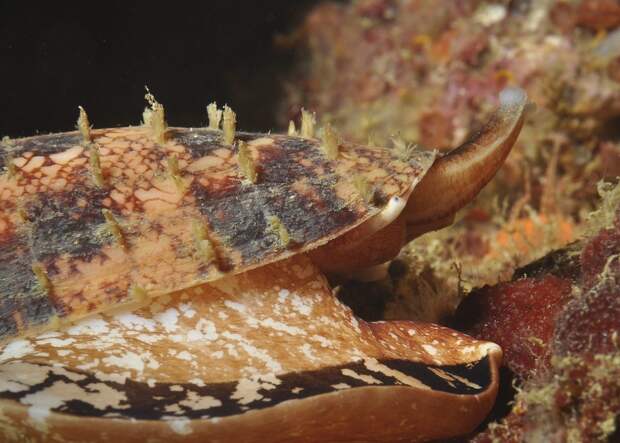 Cone snail