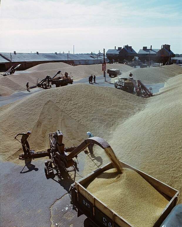 Люди с помощью машин собирают зерно, чтобы отправить его на центральный ток, для дальнейшей обработки.