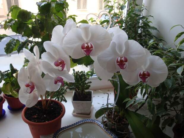 белая цветущая орхидея