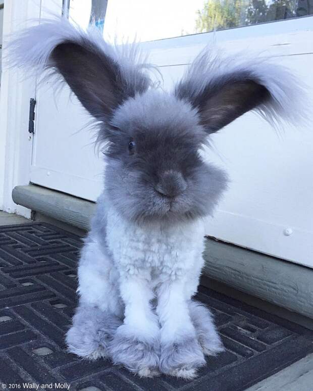 Suki was very nervous for her first real Instagram appearance. Wally helped with the lighting and composition of this photo. He was worried that people would think she was wearing makeup or that the photo was retouched because of her "utopian bunny features." (Translation: her "beauty.") So, as requested by Wally, please note that this photo has not been altered or enhanced. Фото: wally_and_molly
