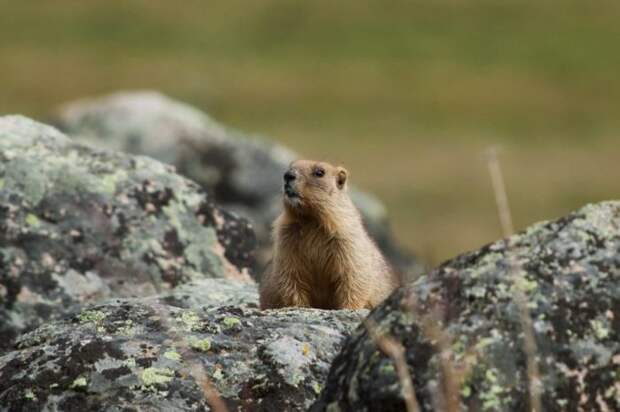 Серый сурок (Marmota baibacina) фото