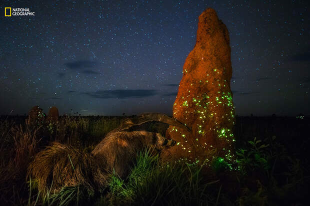 Охота муравьеда. Термиты светятся от биолюминесценции.. животные, природа, фото