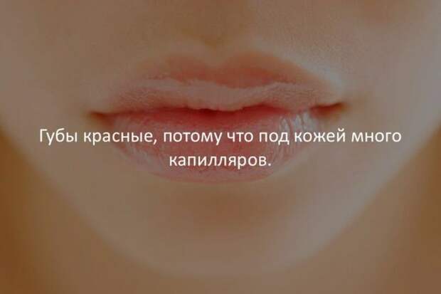 Интересные факты для любознательных