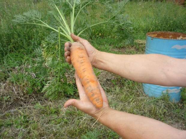 Органическое земледелие, пермакультура: морковь в соломе