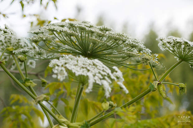 На борьбу с борщевиком в Высокогорском районе потратят 14,4 млн рублей в 2026 году