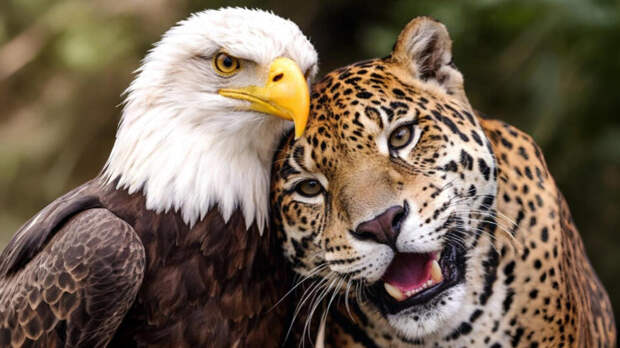 Президент Колумбии опубликовал фото ягуара с орланом после переговоров с Трампом