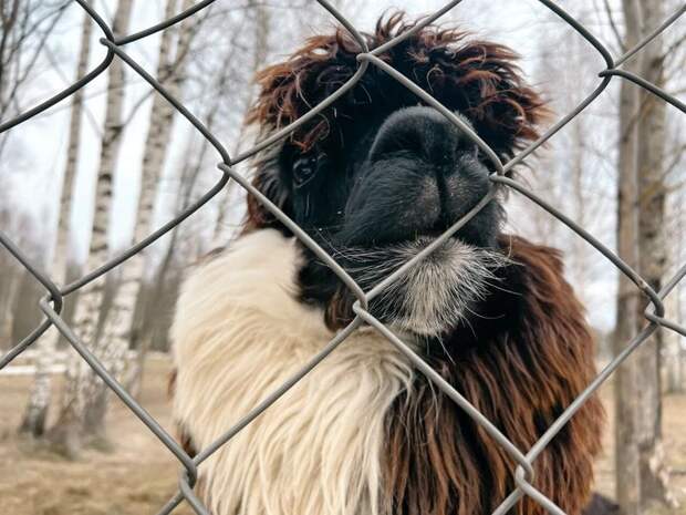 Плюются и щипаются: среди оленей на ферме под Тверью живут необычные животные инков