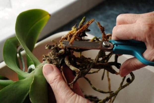 Выполнять обрезку орхидеи следует острым и абсолютно чистым инструментом