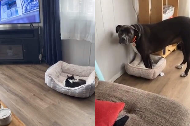 Пес побоялся прогнать кота со своего места и занял его постель