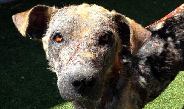 Bethany dog, спасение Бетани, Eldad Hagar, Hope For Paws, бездомные собаки