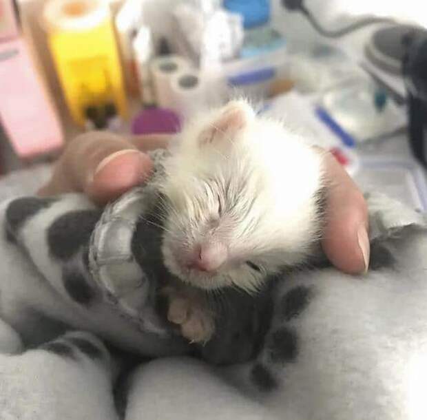 помощь котенку котенок спит
