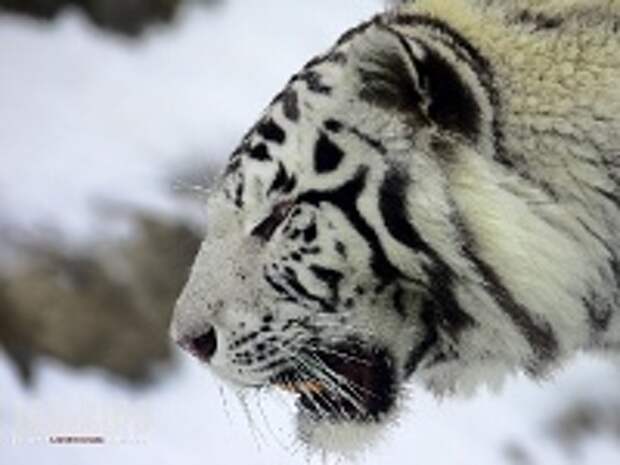 Белые тигры 10