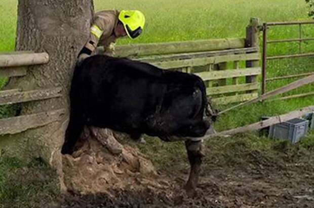 A cow is found stuck in the trunk of a tree