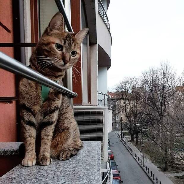 Два путешественника: шотландец и его верная... кошка!