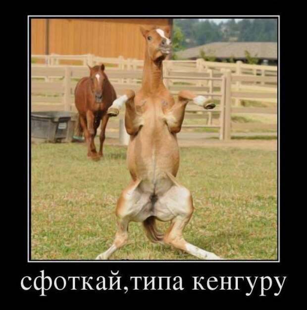 Забавные демотиваторы недели