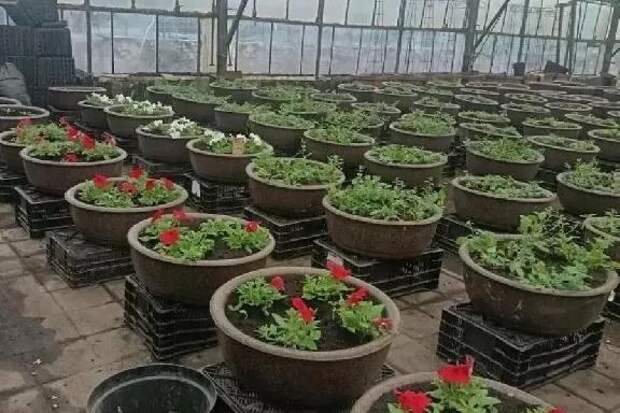 В теплицах Тамбова началась подготовка цветочного оформления города