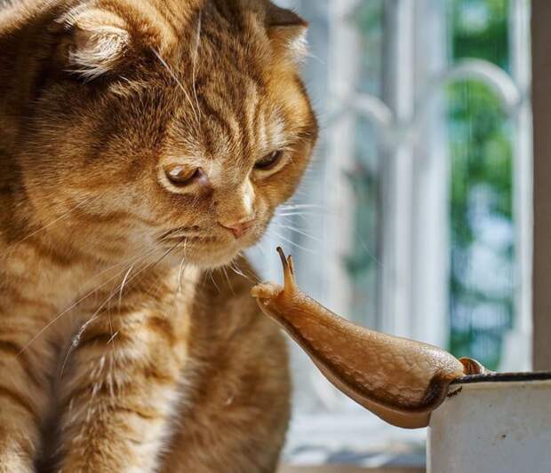 10 смешных фото котов в неожиданных ситуациях